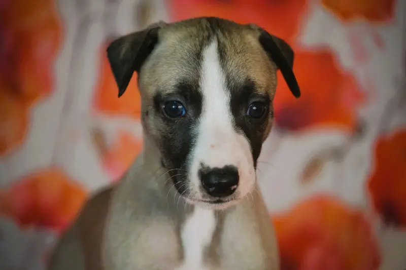 Bulle, Whippet, élevage Du Coquelicot Bleu