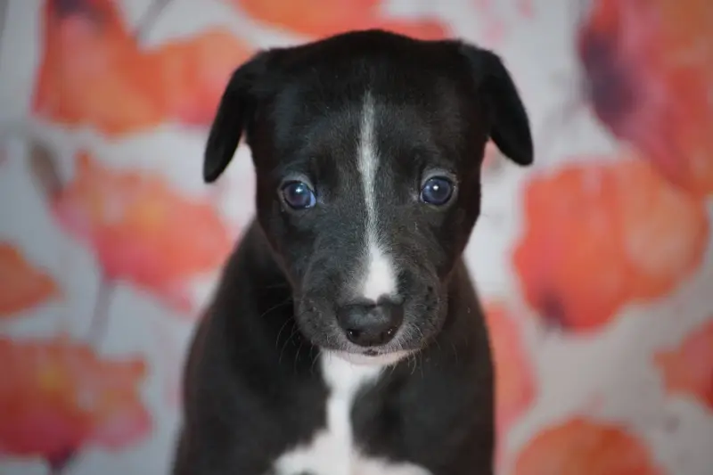 Balto, Whippet, élevage Du Coquelicot Bleu