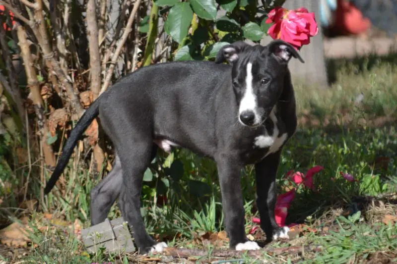 Portée de Whippet, élevage Du Coquelicot Bleu