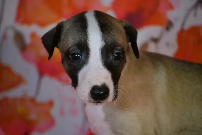 Bingo, Whippet, élevage Du Coquelicot Bleu