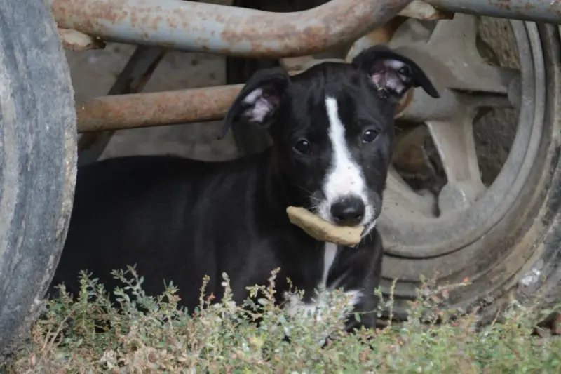 Portée de Whippet, élevage Du Coquelicot Bleu