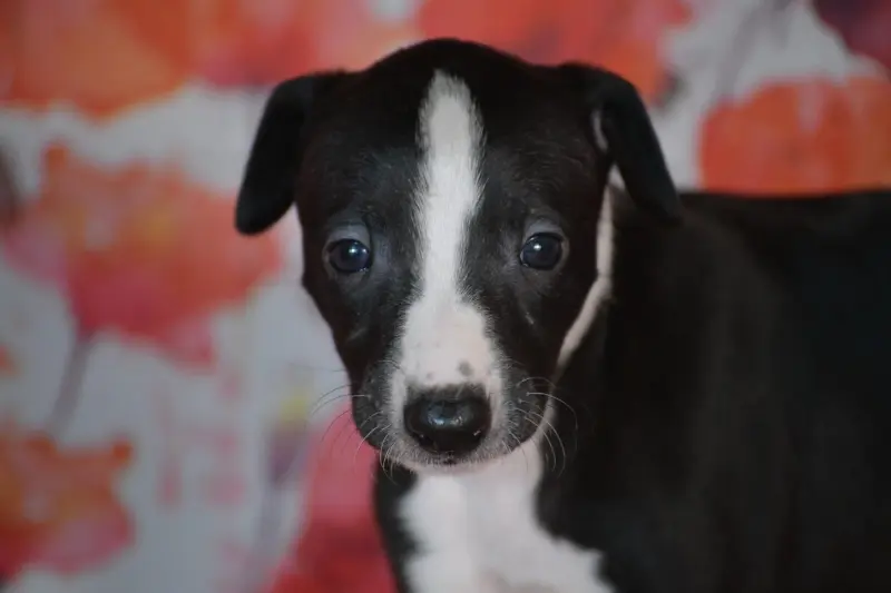 Bella, Whippet, élevage Du Coquelicot Bleu