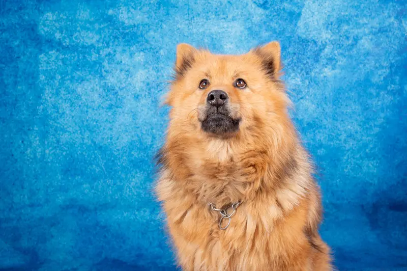 Mère de la portée de Eurasier, élevage Des Cerberes de Gaia