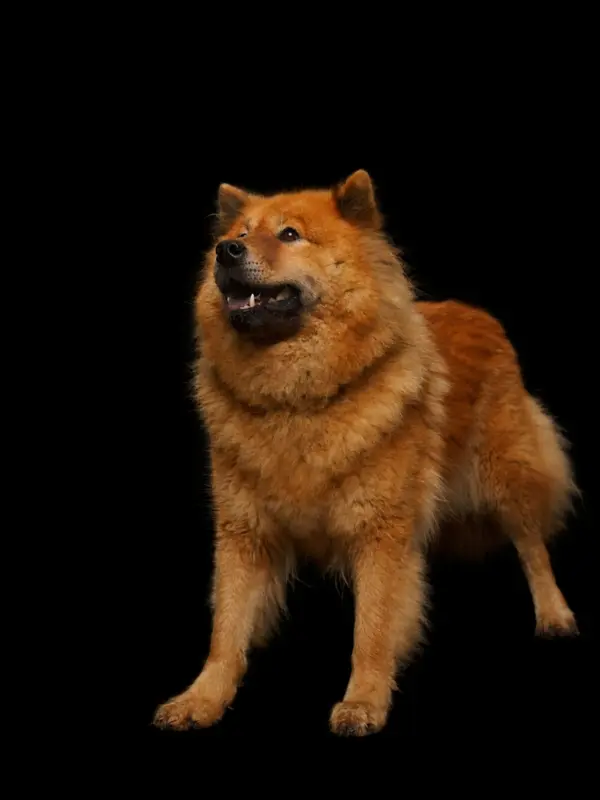 Mère de la portée de Eurasier, élevage Des Cerberes de Gaia