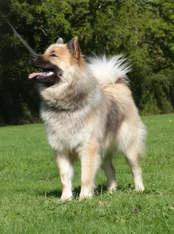 Mère de la portée de Eurasier, élevage Des Cerberes de Gaia