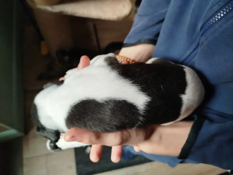 Portée de Whippet, élevage Des Terres de Syra