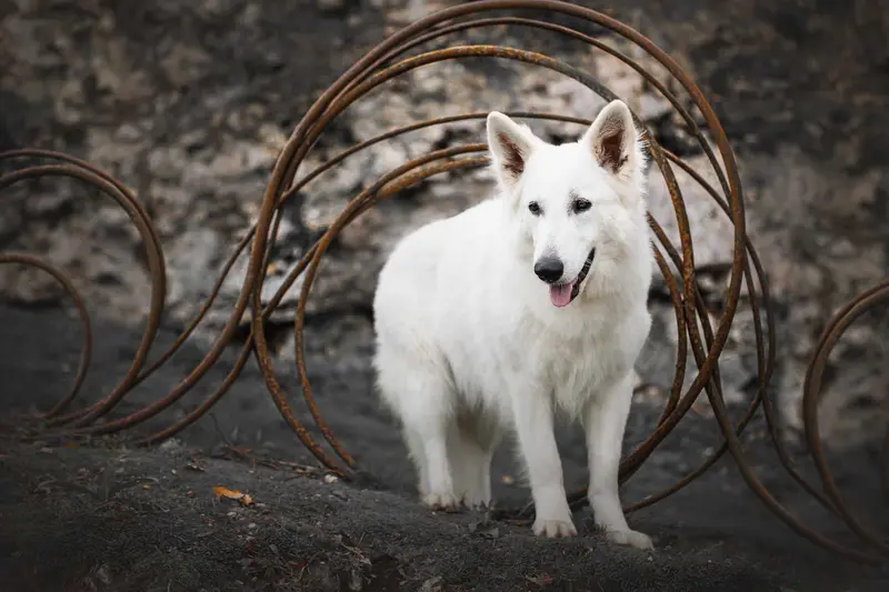 Mère de la portée de Berger blanc suisse, élevage Entre Ciel et Terre