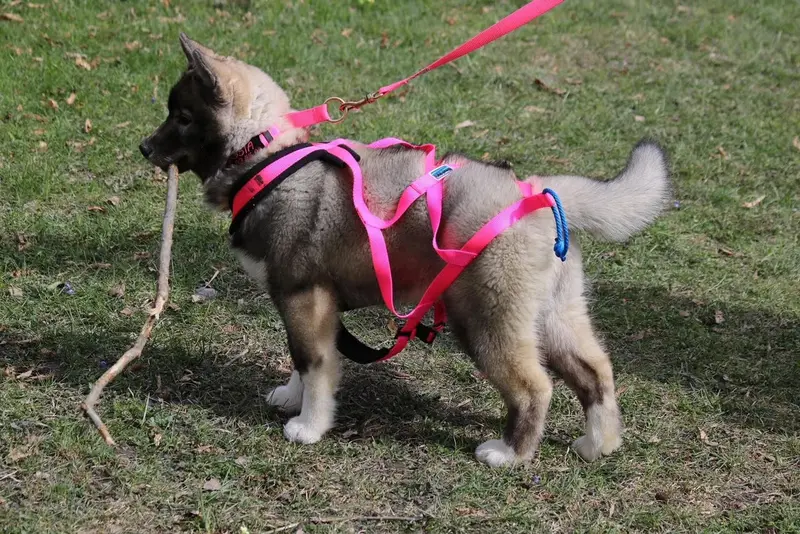Portée de Husky sibérien, élevage North Pole Heart to Paris