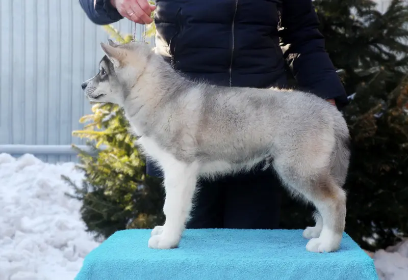 Portée de Husky sibérien, élevage North Pole Heart to Paris