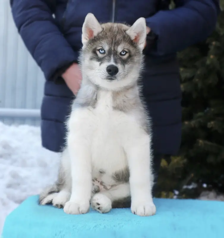 Portée de Husky sibérien, élevage North Pole Heart to Paris