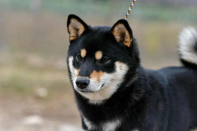 Portée de Shiba inu, élevage Domaine des Sept Loups