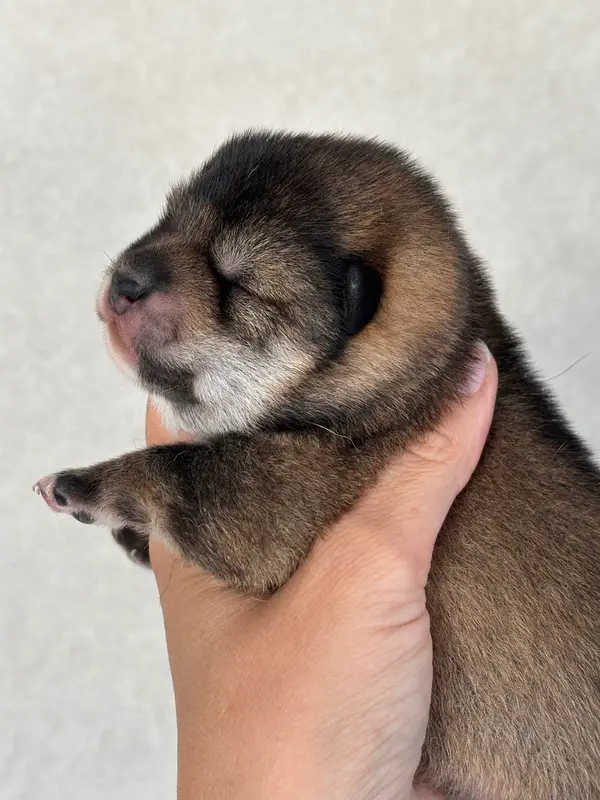Portée de Shiba inu, élevage Domaine des Sept Loups