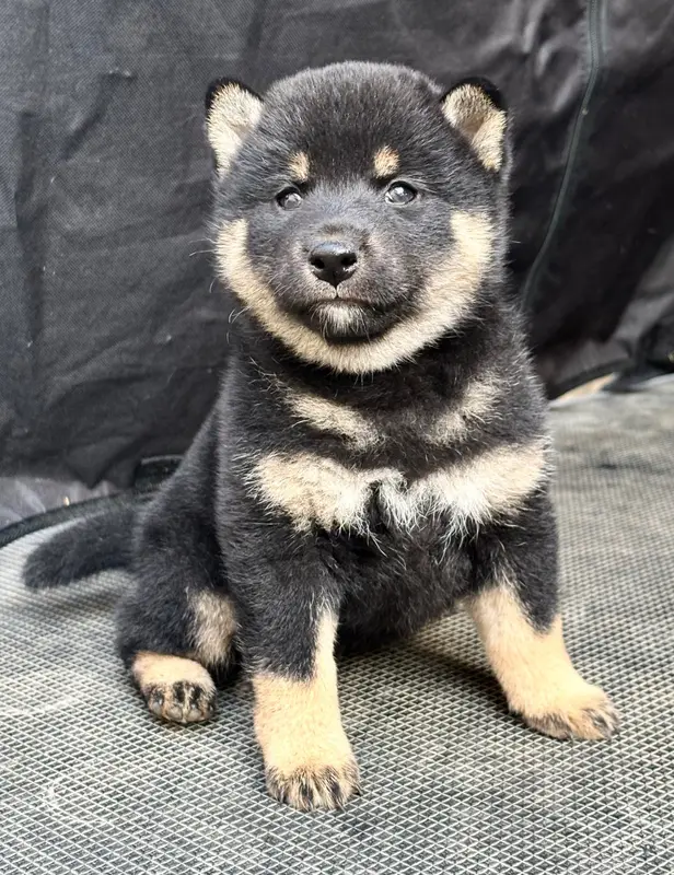 Portée de Shiba inu, élevage Domaine des Sept Loups