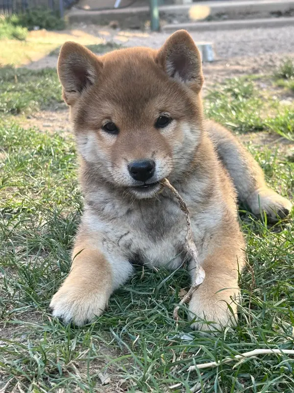 Portée de Shiba inu, élevage Domaine des Sept Loups