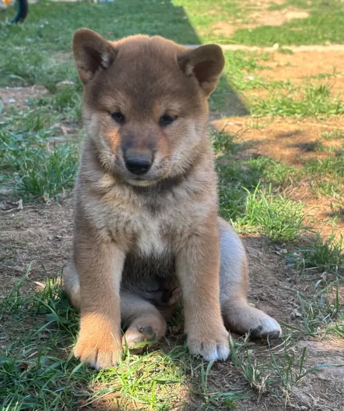 Hiro, Shiba inu, élevage Domaine des Sept Loups