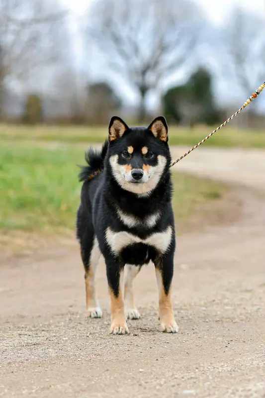 Portée de Shiba inu, élevage Domaine des Sept Loups