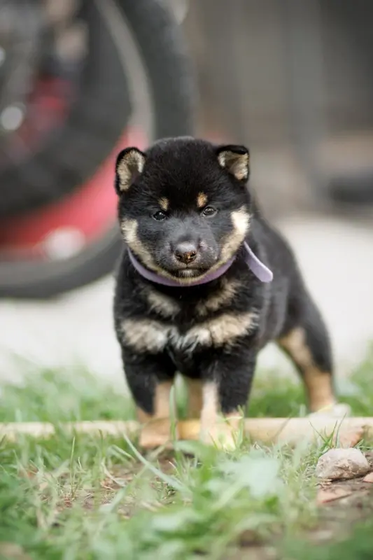 Hope, Shiba inu, élevage Domaine des Sept Loups