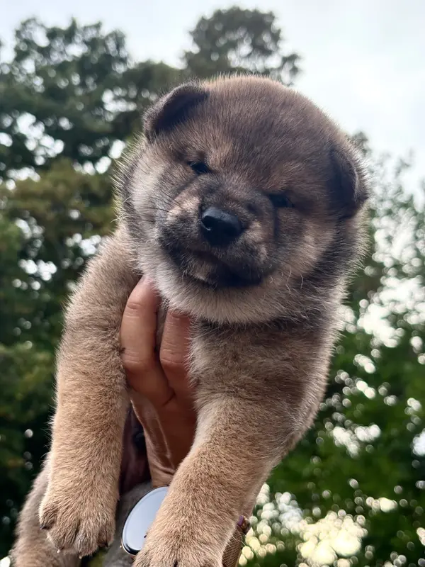 Portée de Shiba inu, élevage Domaine des Sept Loups