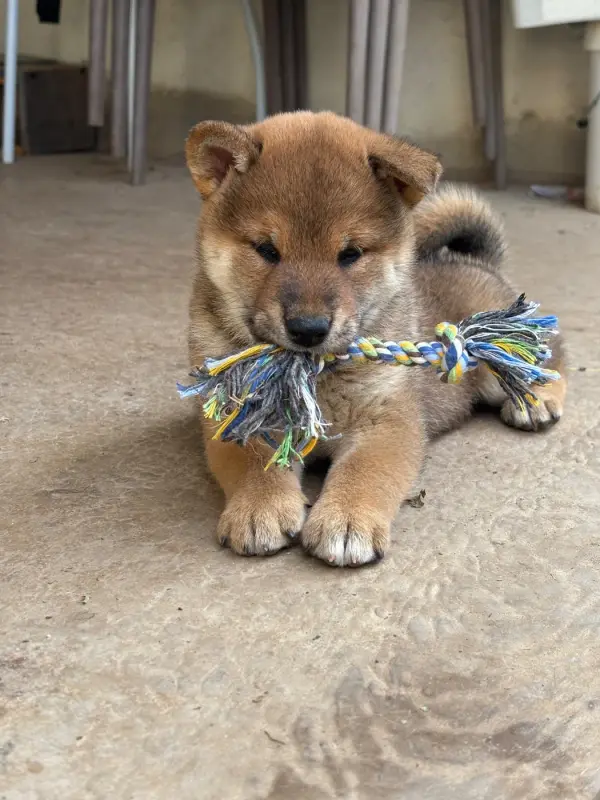 Portée de Shiba inu, élevage Domaine des Sept Loups