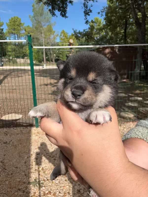 Chiot, Shiba inu, élevage Des Renards du Castrum