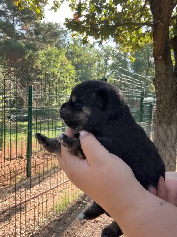 Portée de Shiba inu, élevage Des Renards du Castrum