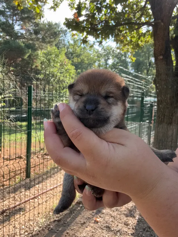 Portée de Shiba inu, élevage Des Renards du Castrum