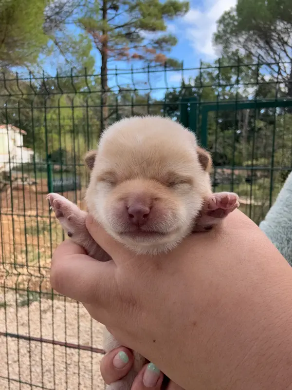 Portée de Shiba inu, élevage Des Renards du Castrum