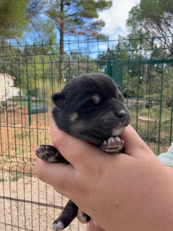 Chiot, Shiba inu, élevage Des Renards du Castrum