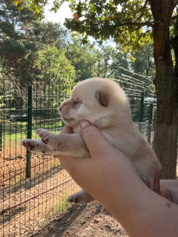 Portée de Shiba inu, élevage Des Renards du Castrum
