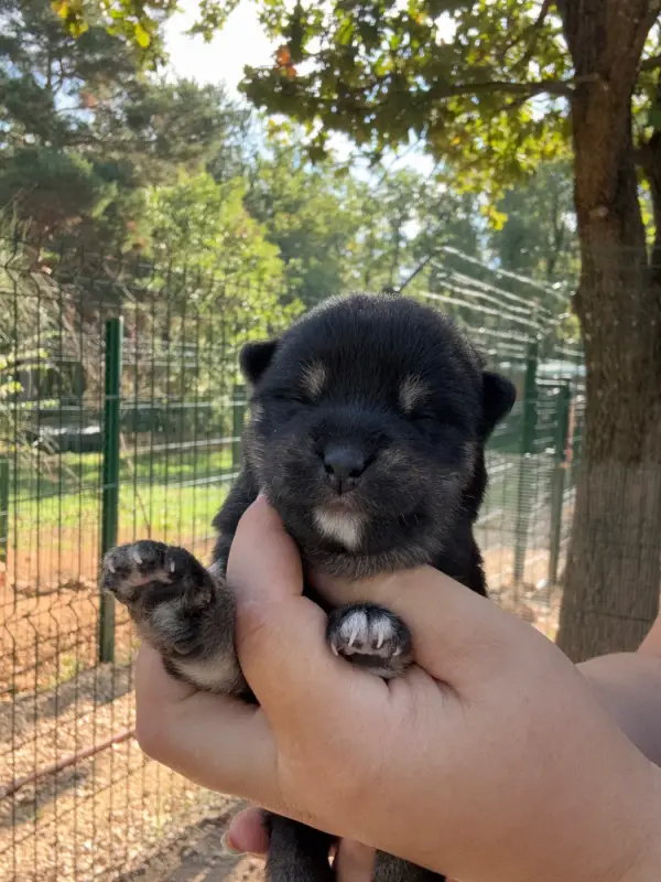 Portée de Shiba inu, élevage Des Renards du Castrum