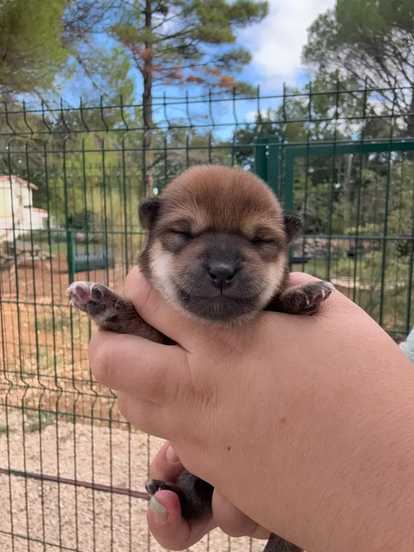 Chiot, Shiba inu, élevage Des Renards du Castrum