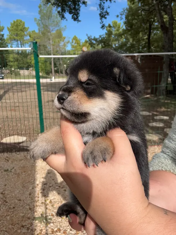 Chiot, Shiba inu, élevage Des Renards du Castrum