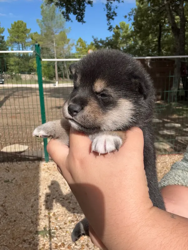 Portée de Shiba inu, élevage Des Renards du Castrum
