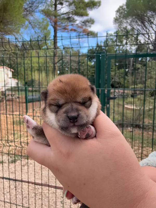 Chiot, Shiba inu, élevage Des Renards du Castrum