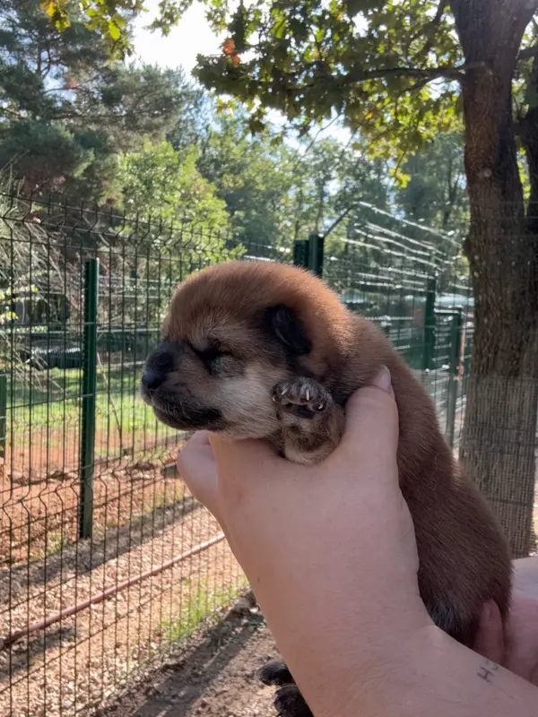 Portée de Shiba inu, élevage Des Renards du Castrum