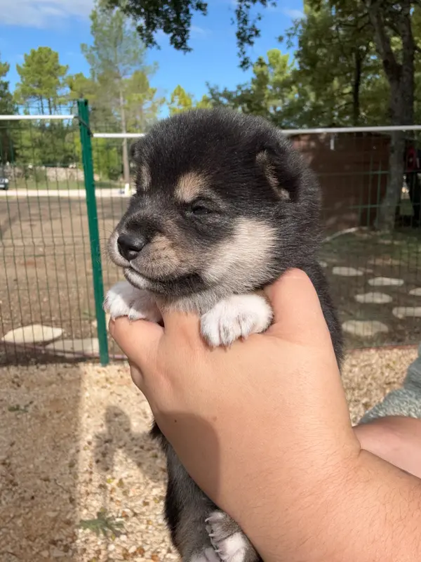 Chiot, Shiba inu, élevage Des Renards du Castrum