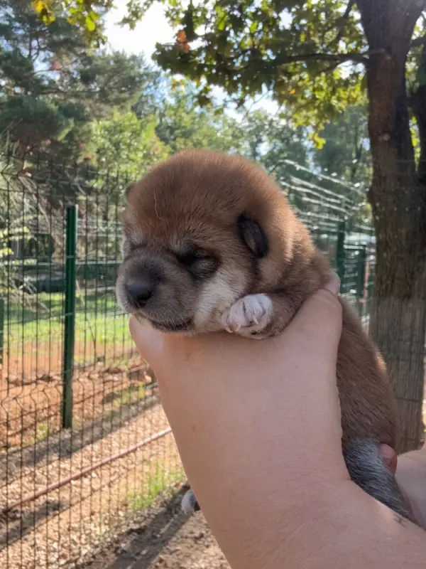 Portée de Shiba inu, élevage Des Renards du Castrum