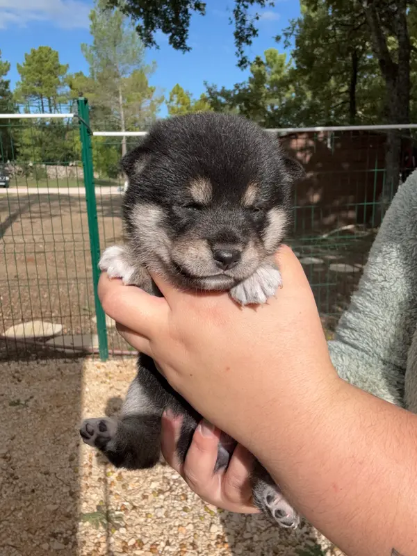 Chiot, Shiba inu, élevage Des Renards du Castrum