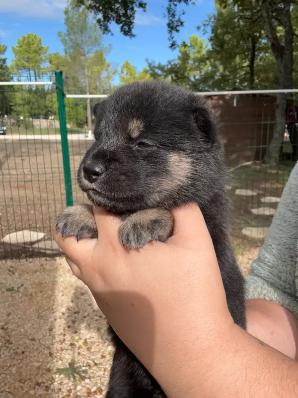 Chiot, Shiba inu, élevage Des Renards du Castrum