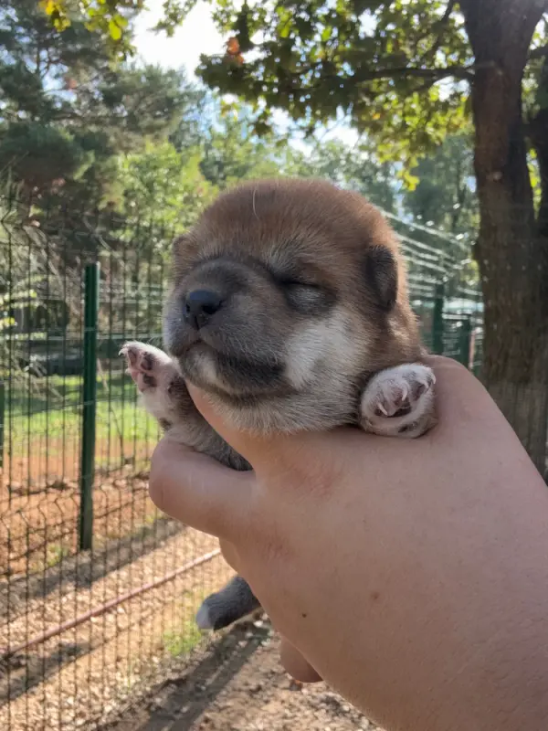 Portée de Shiba inu, élevage Des Renards du Castrum