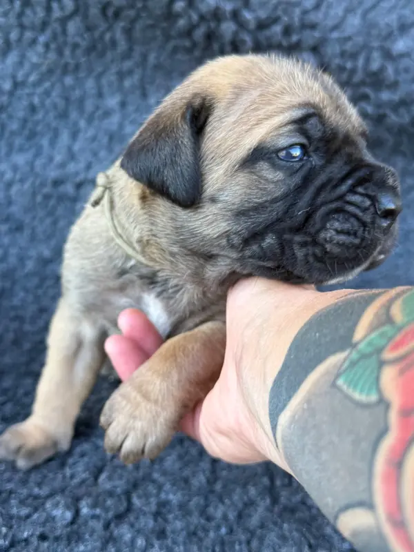 Portée de Cane corso, élevage Des Gardiens de l'Homme