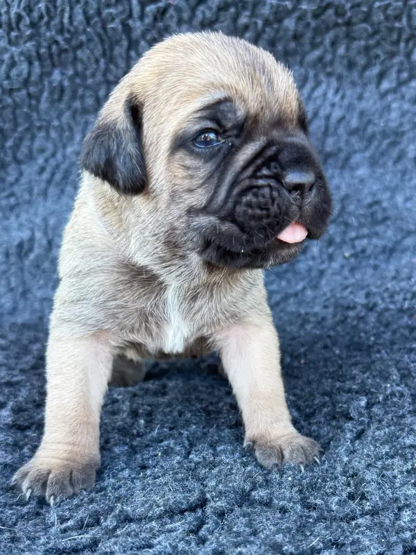 B des Gardiens de l'Homme (Collier mauve), Cane corso, élevage Des Gardiens de l'Homme