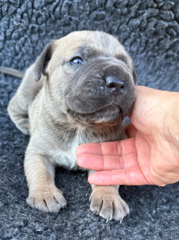 Portée de Cane corso, élevage Des Gardiens de l'Homme