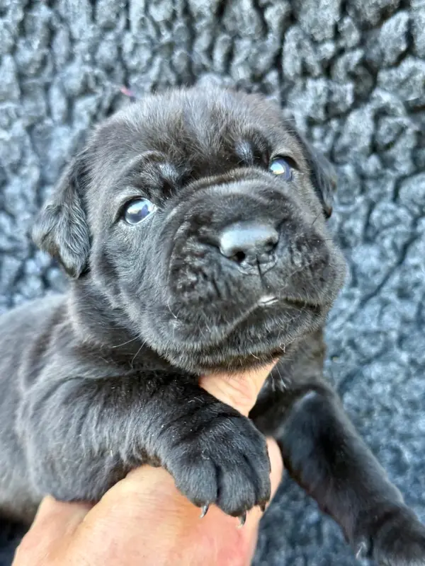 B des Gardiens de l'Homme, Cane corso, élevage Des Gardiens de l'Homme