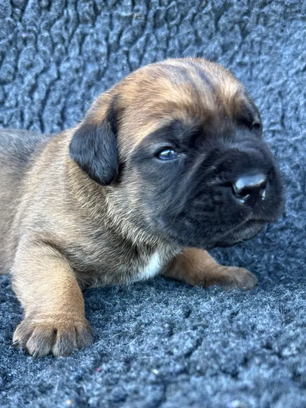 B des Gardiens de l'Homme, Cane corso, élevage Des Gardiens de l'Homme