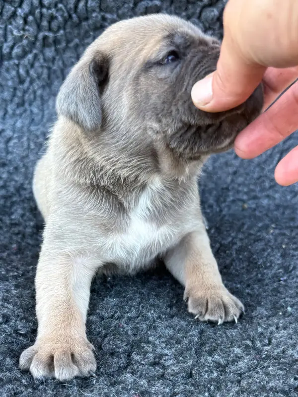 Portée de Cane corso, élevage Des Gardiens de l'Homme