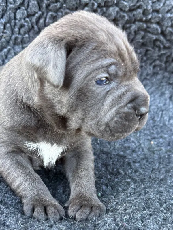 OSLO des Gardiens de l'Homme, Cane corso, élevage Des Gardiens de l'Homme