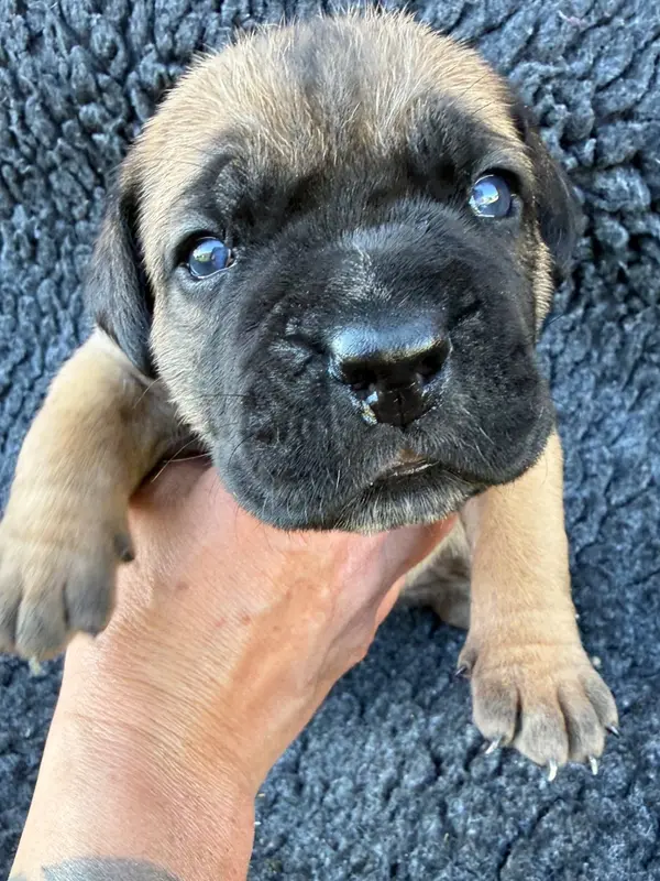 Portée de Cane corso, élevage Des Gardiens de l'Homme