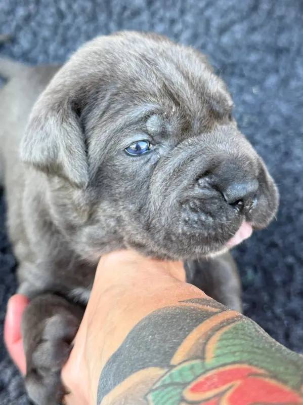 Portée de Cane corso, élevage Des Gardiens de l'Homme