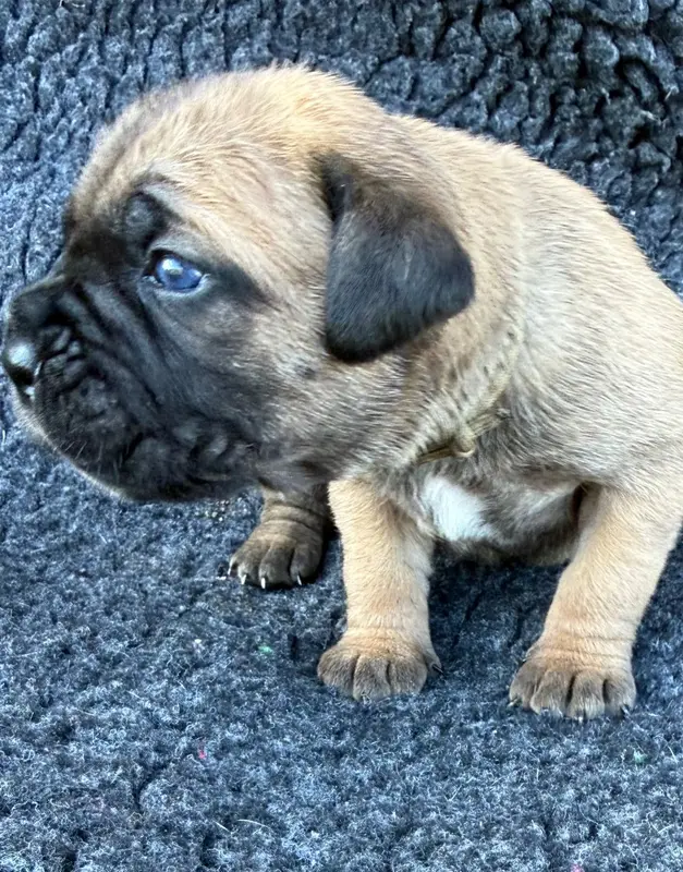 Portée de Cane corso, élevage Des Gardiens de l'Homme